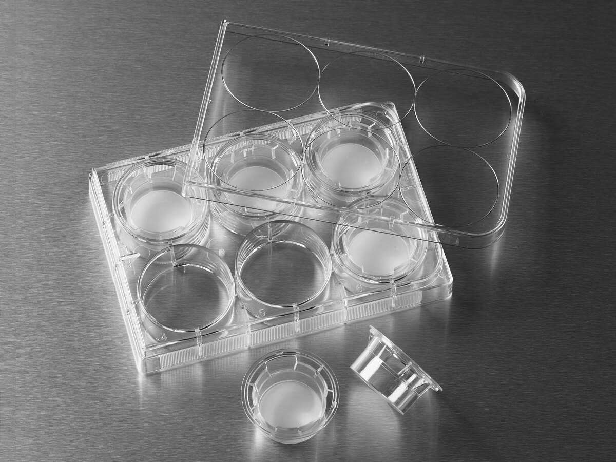 Transwell-膜嵌套（6孔、0.4um、PC膜） - Corning