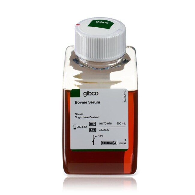 BOVINE SERUM 500ML - ThermoFisher