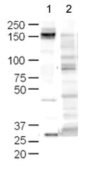 山羊抗兔IgG H&L抗体(HRP) - Abcam