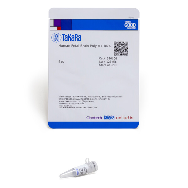 人胎脑器官来源含有Poly A尾的RNA - Clontech