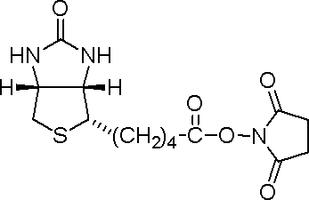 D-生物素 N-羟基琥珀酰亚胺酯，活化的生物素衍生物，用于标记伯胺和仲胺 - 阿拉丁