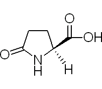 L-焦谷氨酸，谷胱甘肽循环中的代谢产物 - 阿拉丁