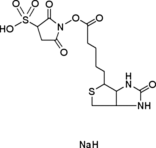 磺基-NHS-生物素，膜不渗透，伯胺反应性，短链NHS-酯生物素化试剂 - 阿拉丁